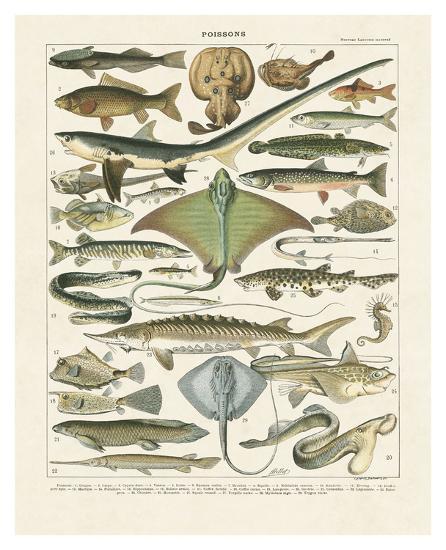 Art Print, , large