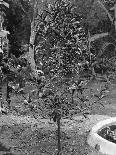 Coffee Tree, Jamaica, C1905-Adolphe & Son Duperly-Giclee Print