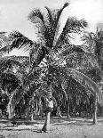 Entrance to Port Antonio, Jamaica, C1905-Adolphe & Son Duperly-Giclee Print