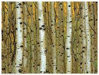 Golden Aspens-Adolphson-Art Print