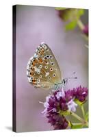 Adonis Blue Butterfly Female on Flower-null-Stretched Canvas