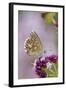 Adonis Blue Butterfly Female on Flower-null-Framed Photographic Print