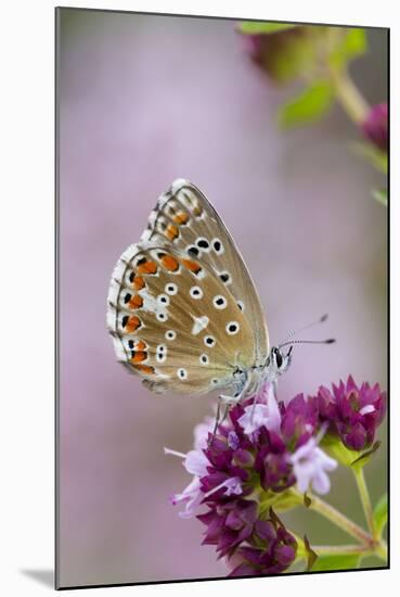 Adonis Blue Butterfly Female on Flower-null-Mounted Photographic Print