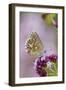 Adonis Blue Butterfly Female on Flower-null-Framed Photographic Print