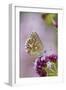 Adonis Blue Butterfly Female on Flower-null-Framed Photographic Print