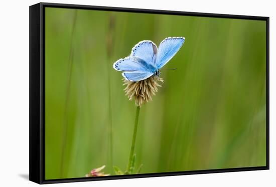 Adonis blue butterfly resting on Clover, Upper Bavaria, Germany-Konrad Wothe-Framed Stretched Canvas