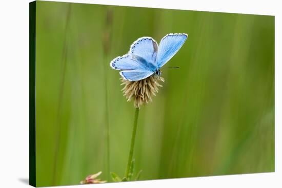 Adonis blue butterfly resting on Clover, Upper Bavaria, Germany-Konrad Wothe-Stretched Canvas