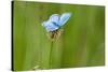 Adonis blue butterfly resting on Clover, Upper Bavaria, Germany-Konrad Wothe-Stretched Canvas