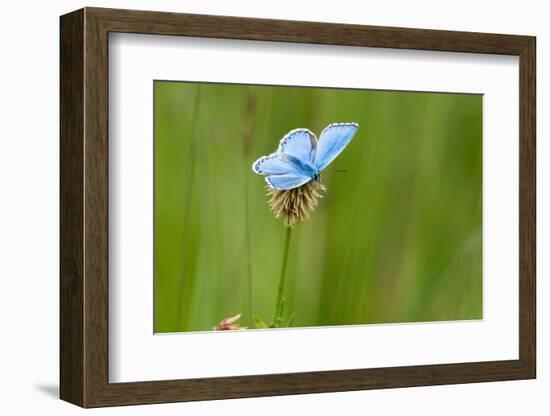 Adonis blue butterfly resting on Clover, Upper Bavaria, Germany-Konrad Wothe-Framed Photographic Print