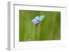 Adonis blue butterfly resting on Clover, Upper Bavaria, Germany-Konrad Wothe-Framed Photographic Print