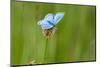 Adonis blue butterfly resting on Clover, Upper Bavaria, Germany-Konrad Wothe-Mounted Photographic Print