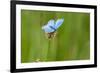 Adonis blue butterfly resting on Clover, Upper Bavaria, Germany-Konrad Wothe-Framed Photographic Print