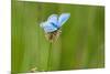 Adonis blue butterfly resting on Clover, Upper Bavaria, Germany-Konrad Wothe-Mounted Photographic Print