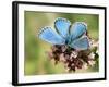 Adonis Blue Male Feeding on Marjoram, Oxfordshire, England, UK-Andy Sands-Framed Photographic Print