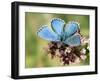 Adonis Blue Male Feeding on Marjoram, Oxfordshire, England, UK-Andy Sands-Framed Photographic Print