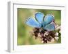 Adonis Blue Male Feeding on Marjoram, Oxfordshire, England, UK-Andy Sands-Framed Photographic Print