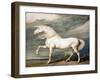 Adonis, King George III's Favourite Charger-James Ward-Framed Giclee Print