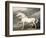 Adonis, King George III's Favourite Charger-James Ward-Framed Giclee Print