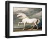 Adonis, King George III's Favourite Charger-James Ward-Framed Giclee Print