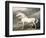 Adonis, King George III's Favourite Charger-James Ward-Framed Giclee Print