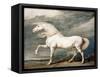 Adonis, King George III's Favourite Charger-James Ward-Framed Stretched Canvas