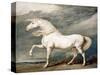 Adonis, King George III's Favourite Charger-James Ward-Stretched Canvas
