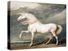 Adonis, King George III's Favourite Charger-James Ward-Stretched Canvas