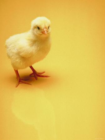 Adorable Baby Chick Standing On Yellow Background Photographic Print Allposters Com