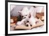 Adorable Chihuahua Dogs with Books on Sofa-Africa Studio-Framed Photographic Print