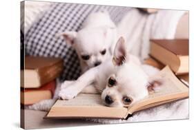 Adorable Chihuahua Dogs with Books on Sofa-Africa Studio-Stretched Canvas