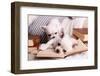 Adorable Chihuahua Dogs with Books on Sofa-Africa Studio-Framed Photographic Print