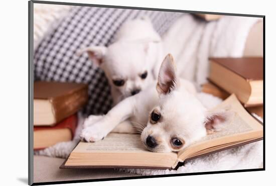 Adorable Chihuahua Dogs with Books on Sofa-Africa Studio-Mounted Photographic Print