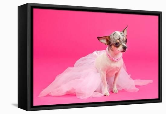 Adorable Chihuahua Dressed Like Ballerina Dancer-vitalytitov-Framed Stretched Canvas