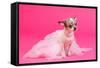 Adorable Chihuahua Dressed Like Ballerina Dancer-vitalytitov-Framed Stretched Canvas