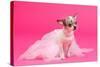 Adorable Chihuahua Dressed Like Ballerina Dancer-vitalytitov-Stretched Canvas