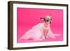 Adorable Chihuahua Dressed Like Ballerina Dancer-vitalytitov-Framed Photographic Print