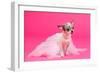 Adorable Chihuahua Dressed Like Ballerina Dancer-vitalytitov-Framed Photographic Print