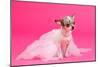 Adorable Chihuahua Dressed Like Ballerina Dancer-vitalytitov-Mounted Photographic Print