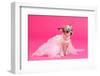 Adorable Chihuahua Dressed Like Ballerina Dancer-vitalytitov-Framed Photographic Print