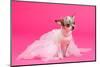 Adorable Chihuahua Dressed Like Ballerina Dancer-vitalytitov-Mounted Photographic Print