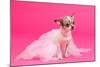 Adorable Chihuahua Dressed Like Ballerina Dancer-vitalytitov-Mounted Photographic Print