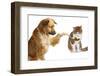 Adorable Dog Veterinarian-sinnawin-Framed Photographic Print
