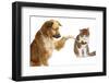 Adorable Dog Veterinarian-sinnawin-Framed Photographic Print