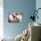 Adorable French Bulldog on the Lair-Patryk Kosmider-Photographic Print displayed on a wall