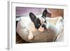 Adorable French Bulldog on the Lair-Patryk Kosmider-Framed Photographic Print