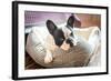 Adorable French Bulldog on the Lair-Patryk Kosmider-Framed Photographic Print