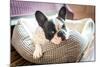 Adorable French Bulldog on the Lair-Patryk Kosmider-Mounted Photographic Print