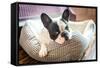 Adorable French Bulldog on the Lair-Patryk Kosmider-Framed Stretched Canvas