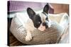 Adorable French Bulldog on the Lair-Patryk Kosmider-Stretched Canvas
