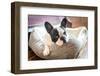 Adorable French Bulldog on the Lair-Patryk Kosmider-Framed Photographic Print